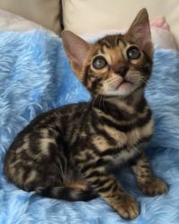 Gorgeous Bengal kittens Ready To Be Reserved