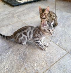 Purebred Bengal Kittens Available