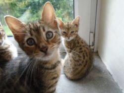 Bengal Kittens Need Loving Homes Urgently