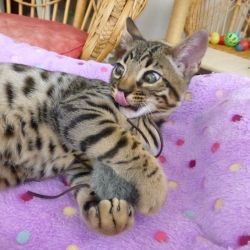 Bengal kittens for great homes