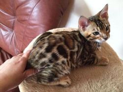 Lovely Bengal kitten