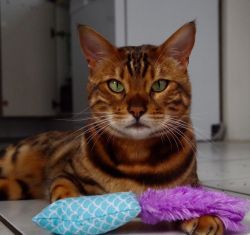 Bengal Cats For Sale