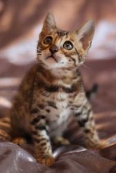 For Adoption Bengal Kittens Ready For New Home