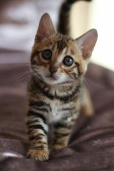 Bengal Kittens For Adoption With Very Little Rehoming Fee