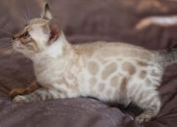 Silver Bengal F2 Kittens For Adoption