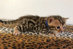 Bengal Kitten Ferris