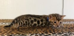 Bengal Kitten - Donnie