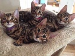 Please Contact - purebred Bengal kittens