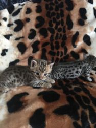 Rare Bengal Taupe and Silver Rosettes, Parents TICA Registered