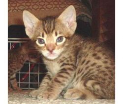 Pedigree Bengal Kittens