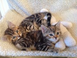 Bengal Kittens - one boy and one girl - NICE SPOTS +1 (xxx)-xxx-xxxx