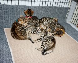 Gorgeous Bengal kittens