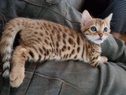Cute Bengal kittens Available
