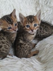 Bengal kittens!