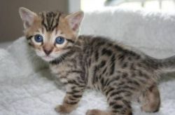 Cute Bengal Kittens Available xxxxxxxxxx