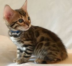 Bengal Kitten Donnie
