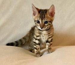 Bengal Kitten Earl
