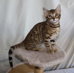 Beautiful Bengal Kitten for Sale!
