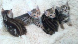 Sweet Bengal Kittens
