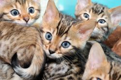 Adorable Bengal kittens