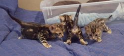 Stunning Bengal kittens