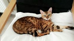 Cute Bengal Kitten