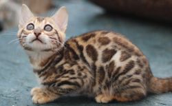 Stunning Bengal Kittens for sale