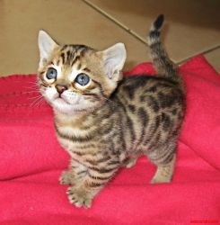 Cute male and female Bengal kittens ready to go to good homes