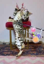 Bengal kittens for Sale