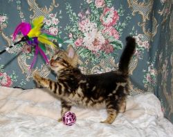 Rosetted Bengal Kittens Available