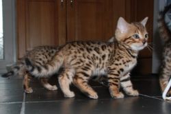 Brown, Snow Spotted Bengal Kittens For Adopption Text Us: xxx xxx-xxx5