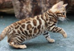 Gorgeous Bengal Kittens for sale