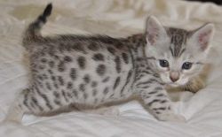 Bengal kittens TICA registered
