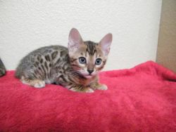Beautiful Bengal Kittens with champion and savannah bloodlines