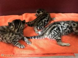 Reg Bengal Kittens For Sale