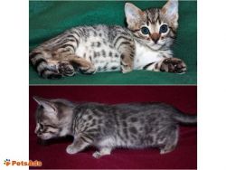 Cute Bengal kittens Ready Now