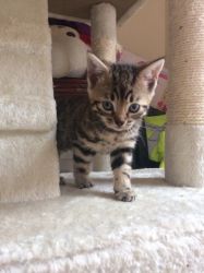 healthy Bengal kitten here now for stud