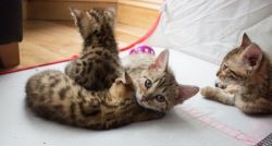 Gorgeous Bengal kittens available!