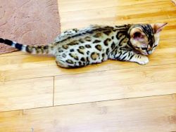 Reserve NOW! Gorgeous Holiday Bengal kittens available. Perfect Gift