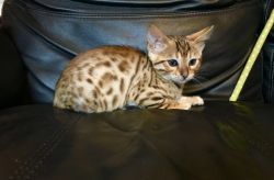 Extra Special Full Pedigree Bengals .ready Soon ..