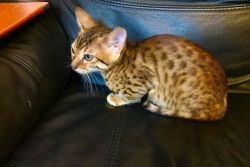 2 Pedigree Silver Spotted Male Bengal Kittens