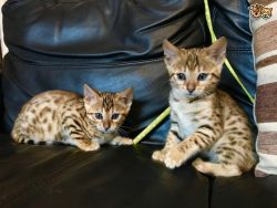 Bengal X Kittens For Sale Snows Minks