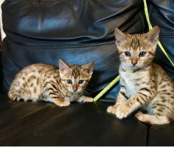 Large Rosseted Quality Bengals
