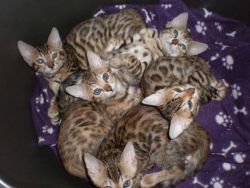 Beautiful Bengal Kittens Gccf Registered