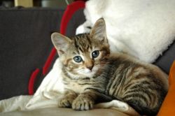 Beautiful Litter Of Bengal Kittens