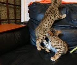 **2 Pedigree Silver Spotted Male Bengal Kittens**