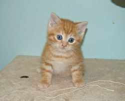Bengal X British Shorthair Kittens