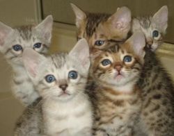 Bengal kittens :Contact us only through text at (xxx)-xxx-xxxx