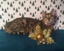 Updated! Brown Bengal Kitten- Female-Milly