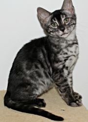 Silver Charcoal Female Bengal
